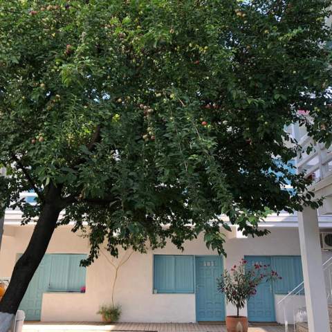 Casa Stavros- Poza 006