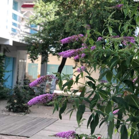 Casa Stavros- Poza 016